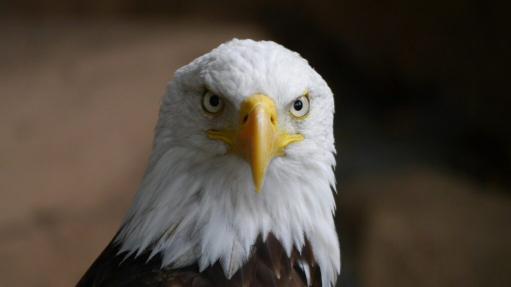 Intense close-up of a bald eagle showcasing its sharp eyes and iconic features.